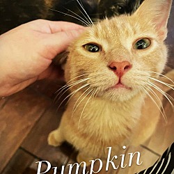 Thumbnail photo of Pumpkin #3