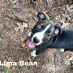 Thumbnail photo of Lima Bean #1