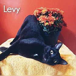 Thumbnail photo of Levy #2