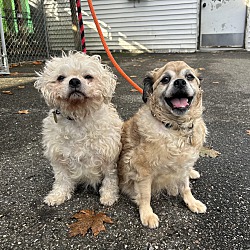 bonded pet photo