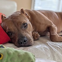 adopt a pet