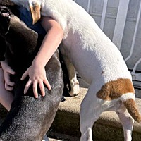 adopt a pet