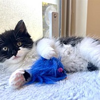 adopt a pet