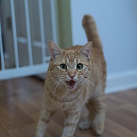 adopt a pet