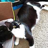 adopt a pet