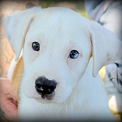 Thumbnail photo of Finn~adopted! #1