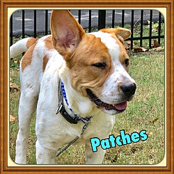 Thumbnail photo of Patches (Paws in Prison Grad) #4