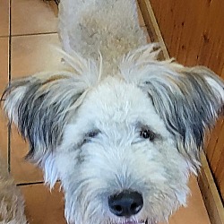 Photo of Georgie