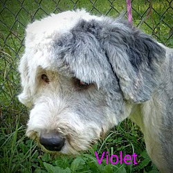 New england old hot sale english sheepdog rescue