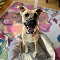 adopt a pet