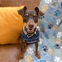 adopt a pet
