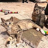 adopt a pet