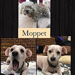Thumbnail photo of Moppet (BH) #2