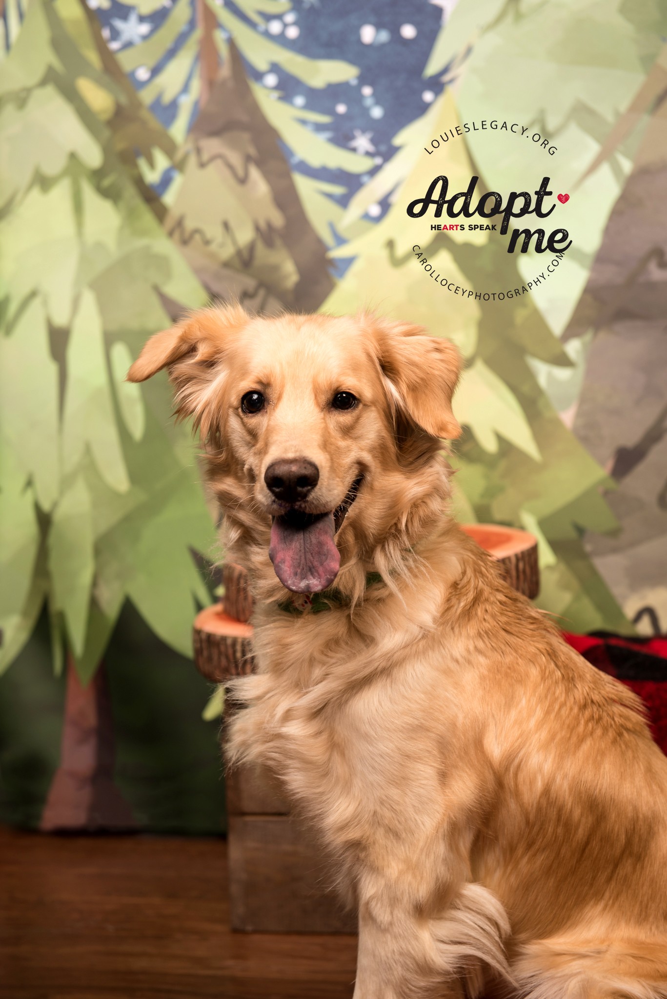 Cincinnati Oh Golden Retriever Meet Dixie A Pet For Adoption