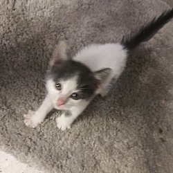 Kittens For Sale In St Louis Missouri Adoptapet Com