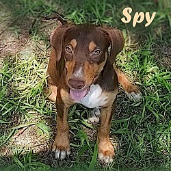 Photo of Spy