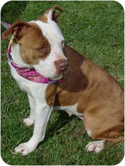 Sacramento Ca American Staffordshire Terrier Meet Sugar Red Nosed Sweetie A Pet For Adoption
