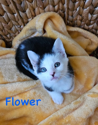 Photo of Flower