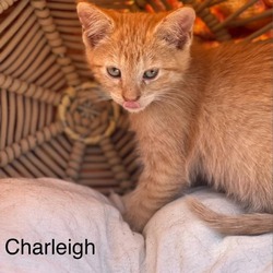 Photo of Charleigh - Seabolt Litter 4 of 7