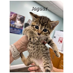 Thumbnail photo of Jaguar #2