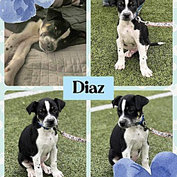 Thumbnail photo of Diaz #2
