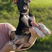 adopt a pet