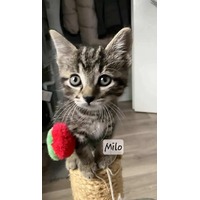 adopt-pet