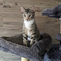 adopt-pet