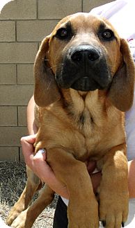 belgian malinois breeder california buddy adopted puppy corona ca basset hound belgian malinois mix belgian malinois breeder california buddy adopted puppy corona ca basset hound belgian malinois mix