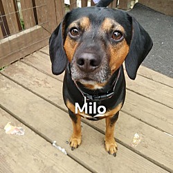 Thumbnail photo of milo #3