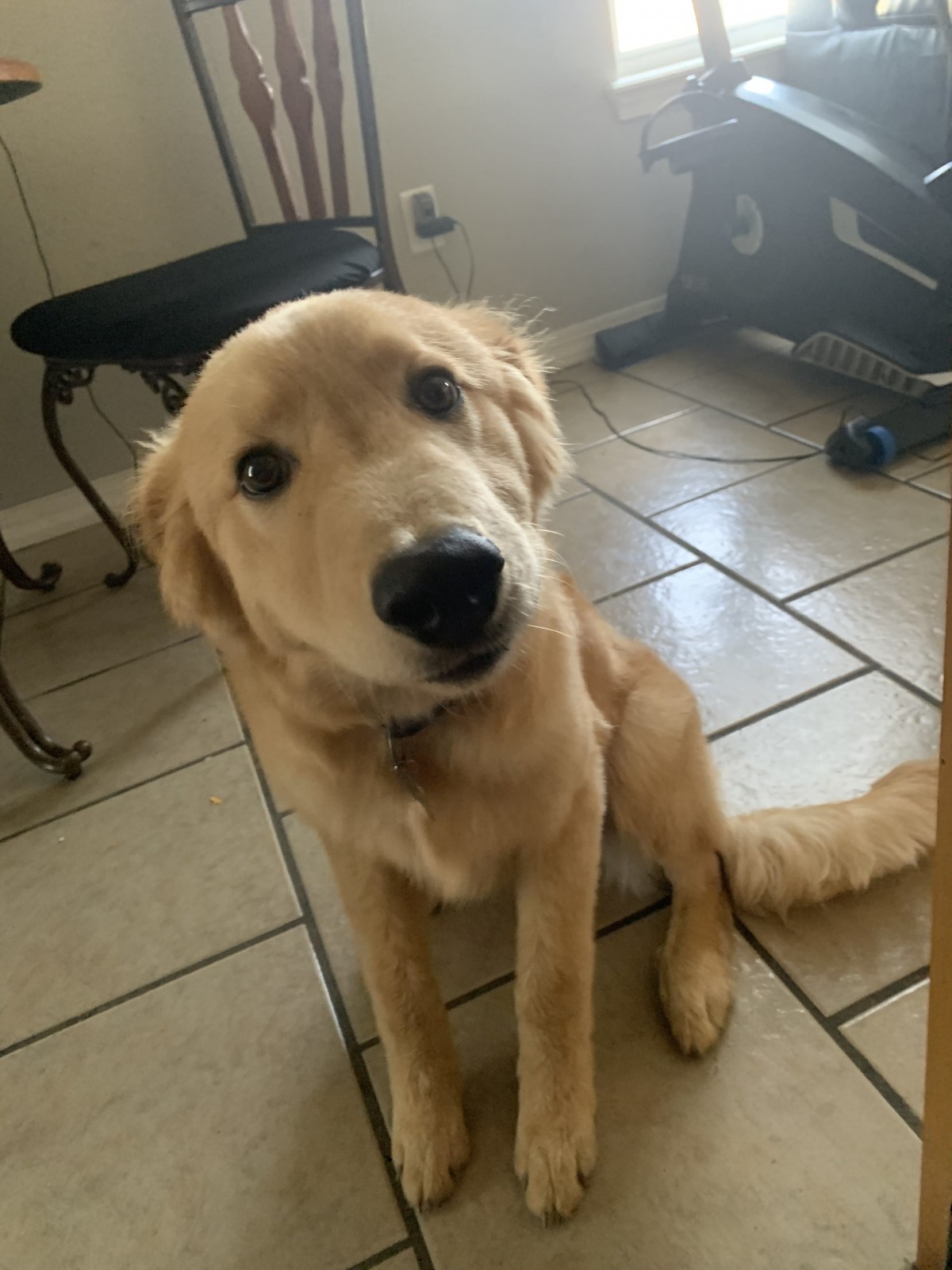 Siloam Springs Ar Australian Shepherd Meet Odin A Pet For Adoption