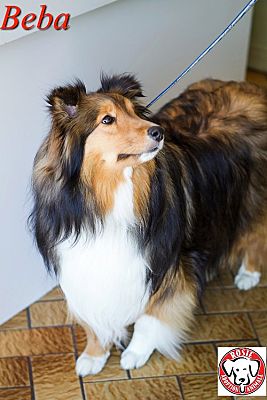 Shelties shelter sale