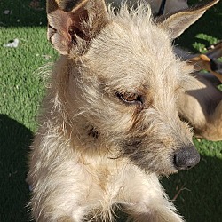 Photo of Toby male terrier