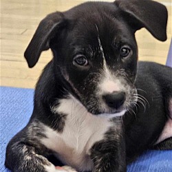 Photo of Tink