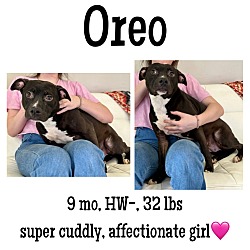 Photo of Oreo