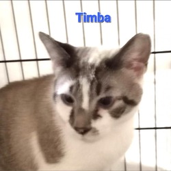 Thumbnail photo of Timba #3