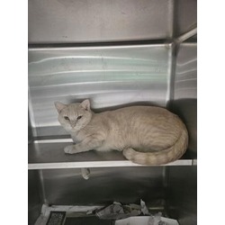 Photo of Kit-Cat