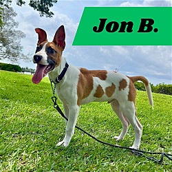 Thumbnail photo of Jon B (pup of Phoenix) #2