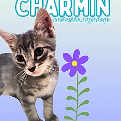 Thumbnail photo of Charmin #3