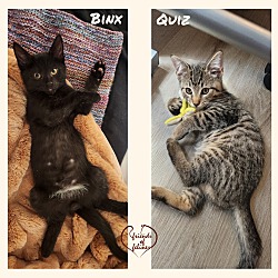 Thumbnail photo of Binx & Quiz #1