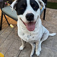 adopt a pet