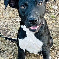 adopt-pet