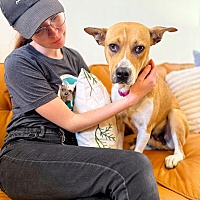 adopt a pet