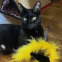adopt a pet
