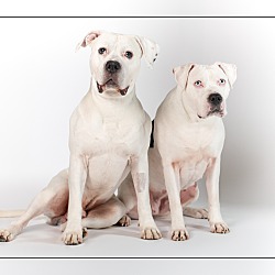 bonded pet photo