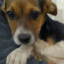 Thumbnail photo of Nomi (in adoption process) #2