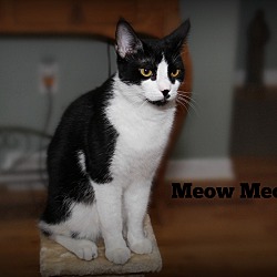 Thumbnail photo of MeowMeow #4