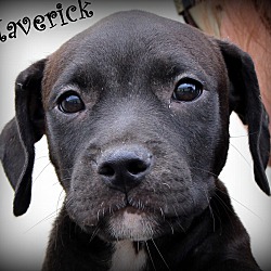 Thumbnail photo of Maverick ~ adopted! #1