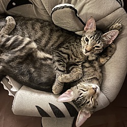 Thumbnail photo of Scallop - laid back lap kitten #3