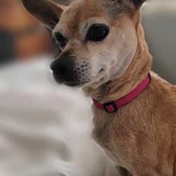 Thumbnail photo of Gertrude - Needs a new Foster! #2